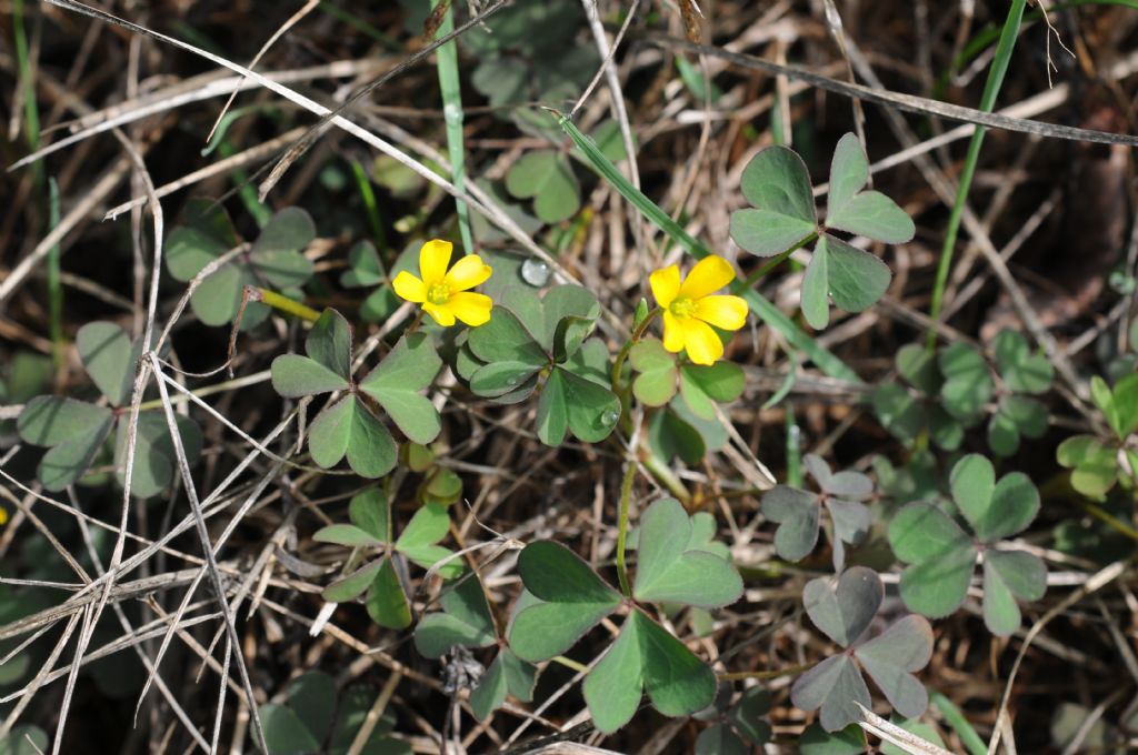 Oxalis corniculata / Acetosella dei campi